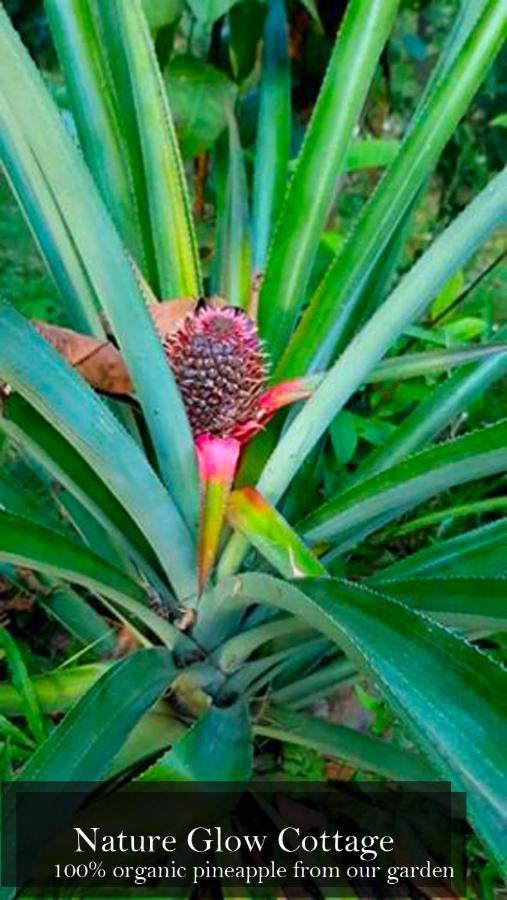 Nature Glow Cottage Udawalawe Luaran gambar